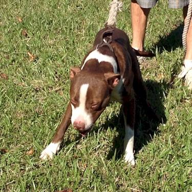 Nicolosis Kennels Ace Of Spades Pit Bull.jpg